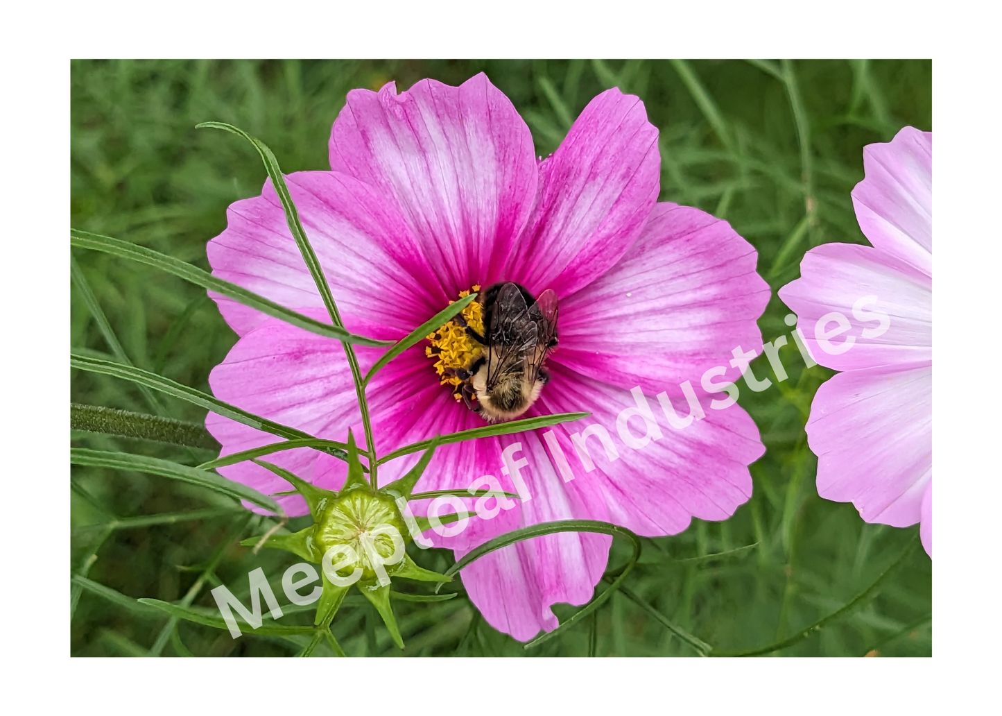 5x7 Digital Photo Print - Bumblebee & Pink Flowers