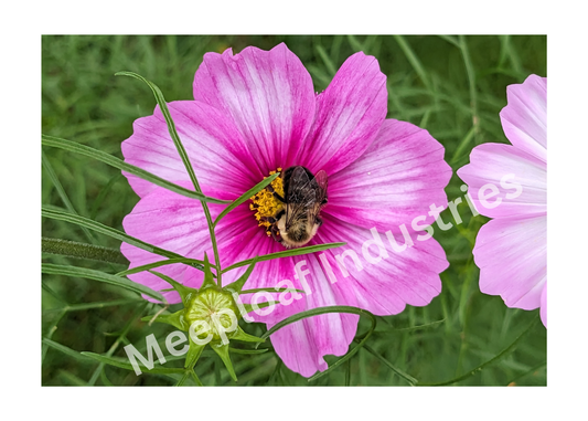 5x7 Digital Photo Print - Bumblebee & Pink Flowers